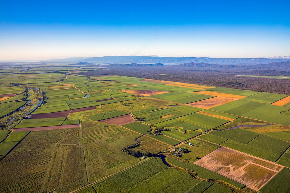 Cane Fields