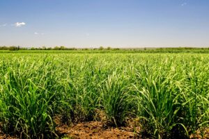 Sugar Cane Fields in Far North Queensland, Australia.